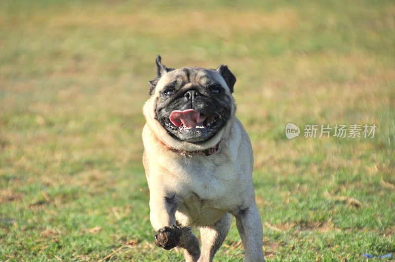 Happy Pugg Dog Running